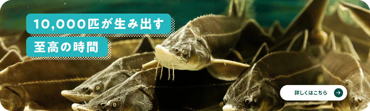 10,000匹が生み出す至高の時間
