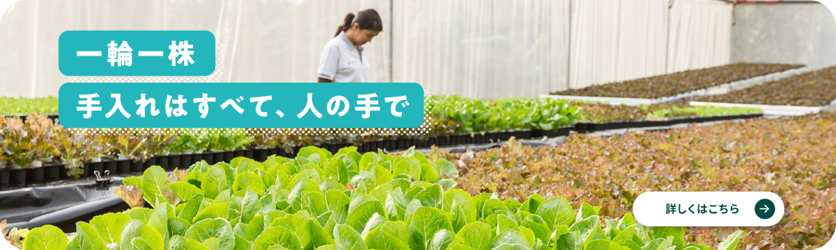 一輪一株手入れはすべて、人の手で