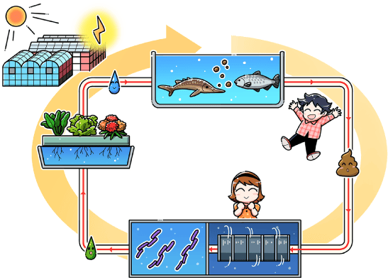 循環型農業アクアポニックス