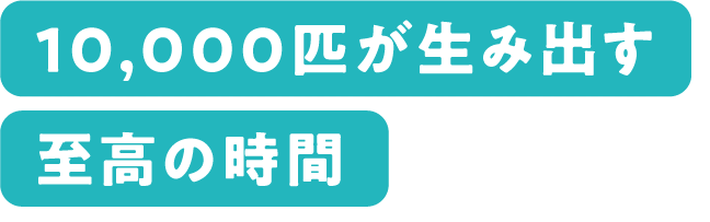 10,000匹が生み出す至高の時間
