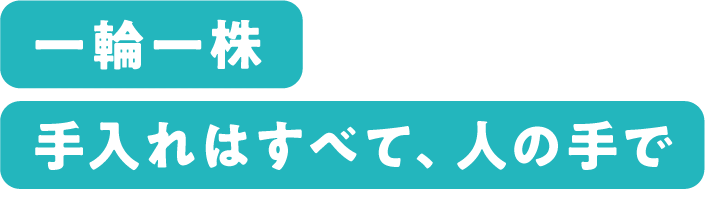 一輪一株手入れはすべて、人の手で
